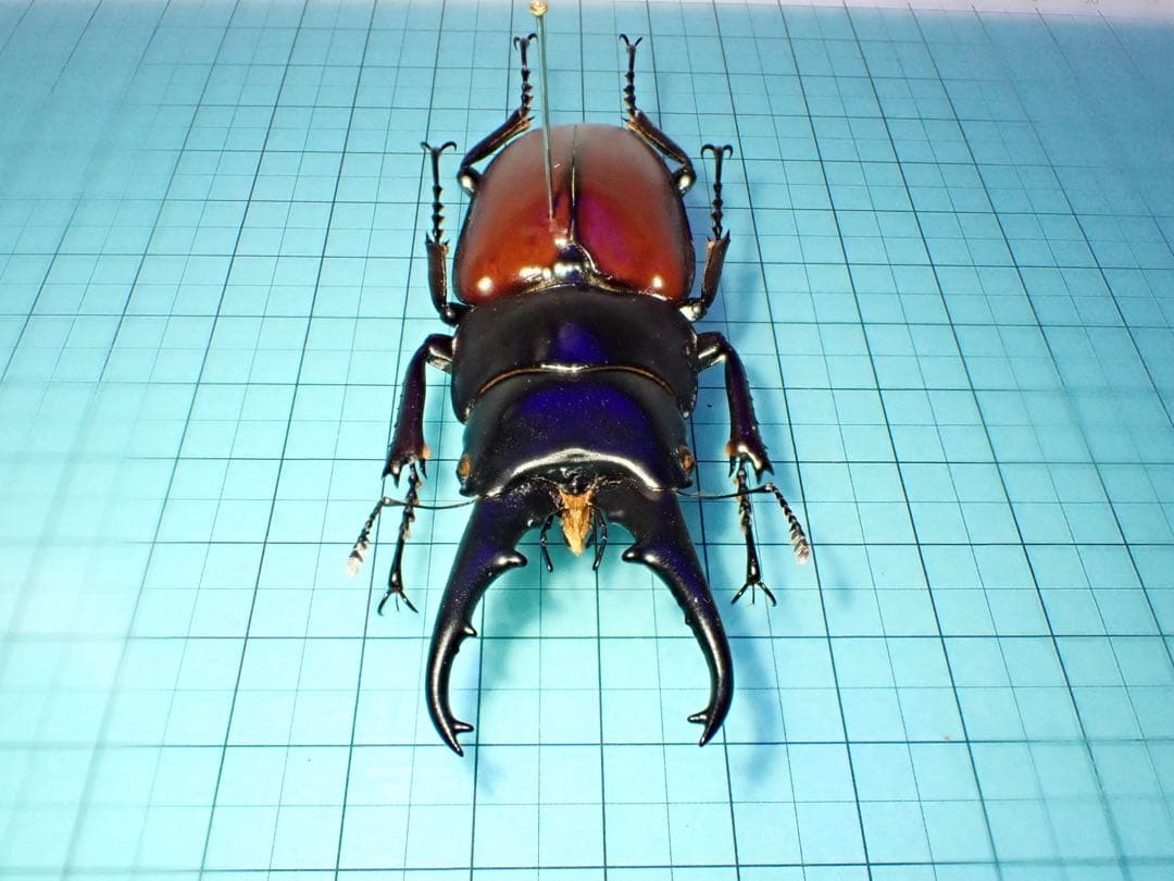 ナカジ　ラフェルトノコギリクワガタ　ハスタートノコギリクワガタ　2匹セット