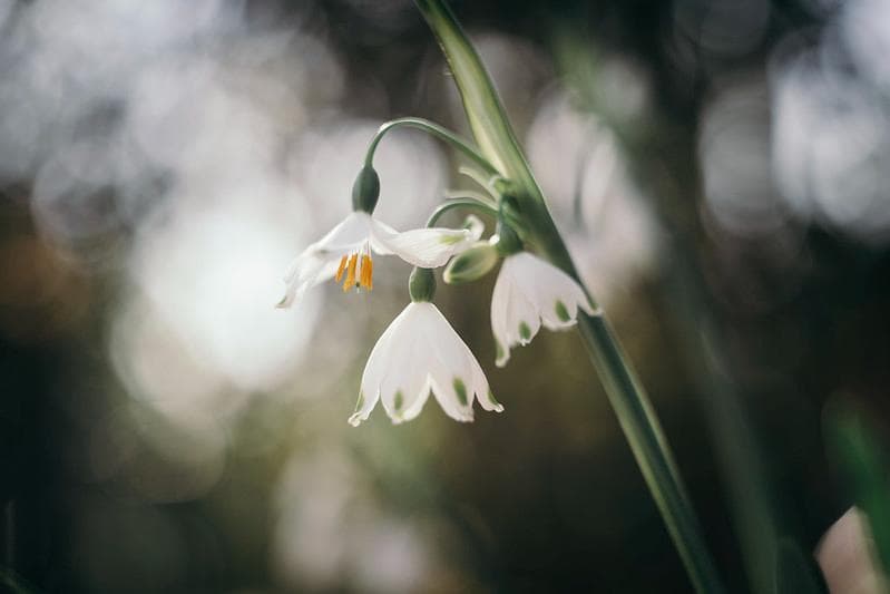 3【希少】初期型　Helios1950年製造　ヘリオス44　アダプター付