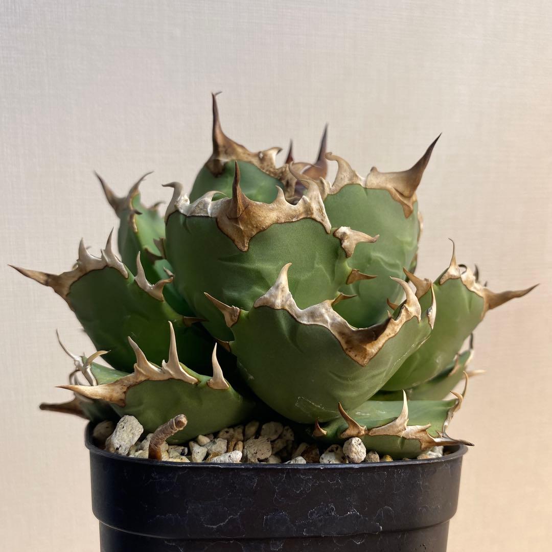 アガベチタノタ　姫厳竜　親株