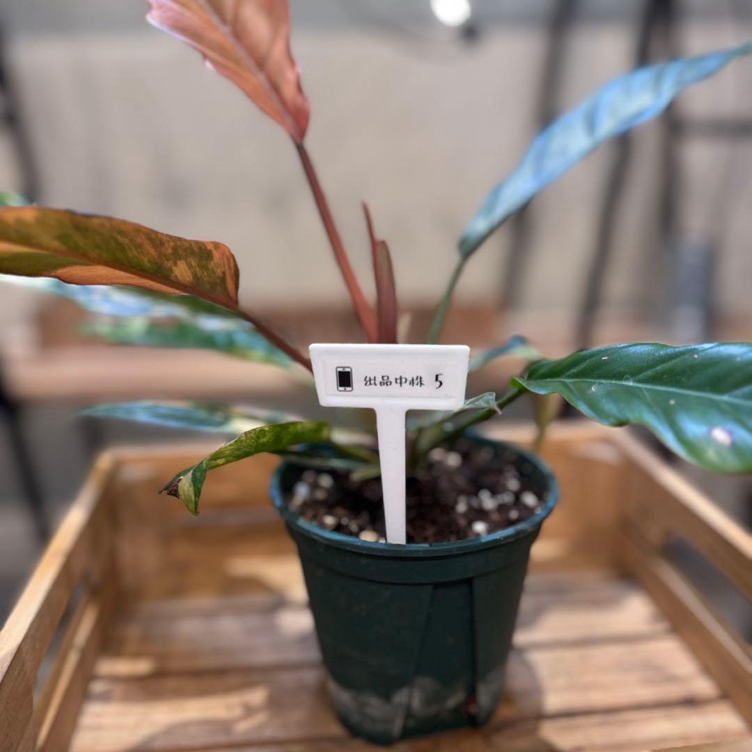 く*ま様 5 フィロデンドロン　キャラメルマーブル　斑入り観葉植物