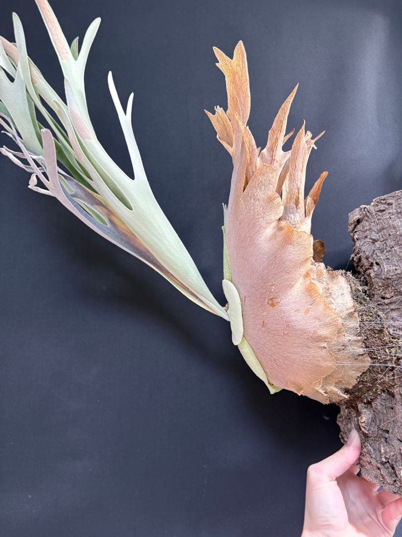ビカクシダ ベイチー　Platycerium veitchii 大株