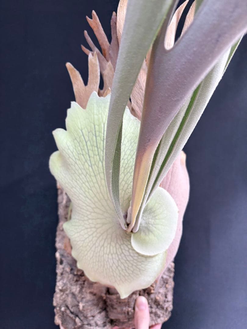 ビカクシダ ベイチー　Platycerium veitchii 大株