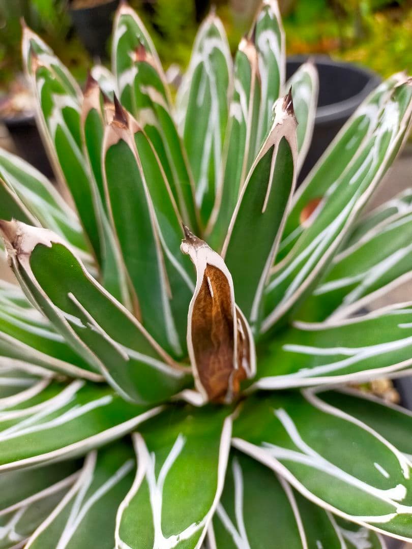 アガベ　笹の雪　濃ペンキ　大株