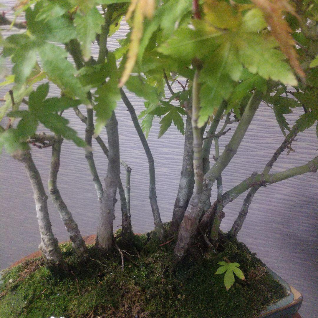 ※山もみじ寄せ植え盆栽(１6本立て)/小品盆栽/ 海鼠釉角鉢 (落葉しました)