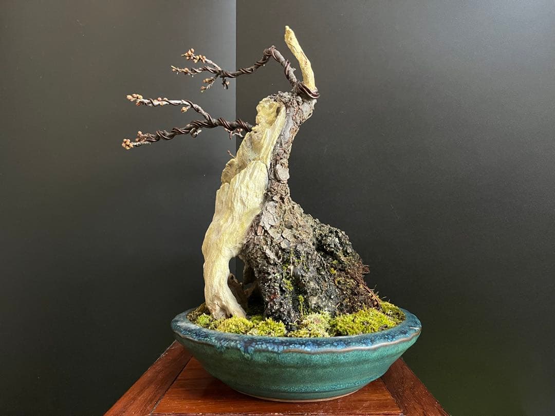 梅盆栽　野梅　古木　極太サバ幹　白花一重　(検索用　真柏、五葉松、黒松、紅葉、楓