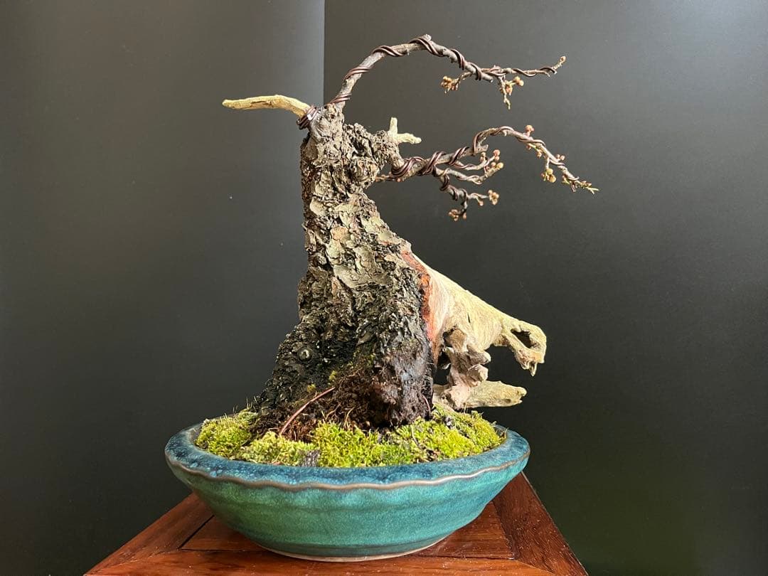 梅盆栽　野梅　古木　極太サバ幹　白花一重　(検索用　真柏、五葉松、黒松、紅葉、楓