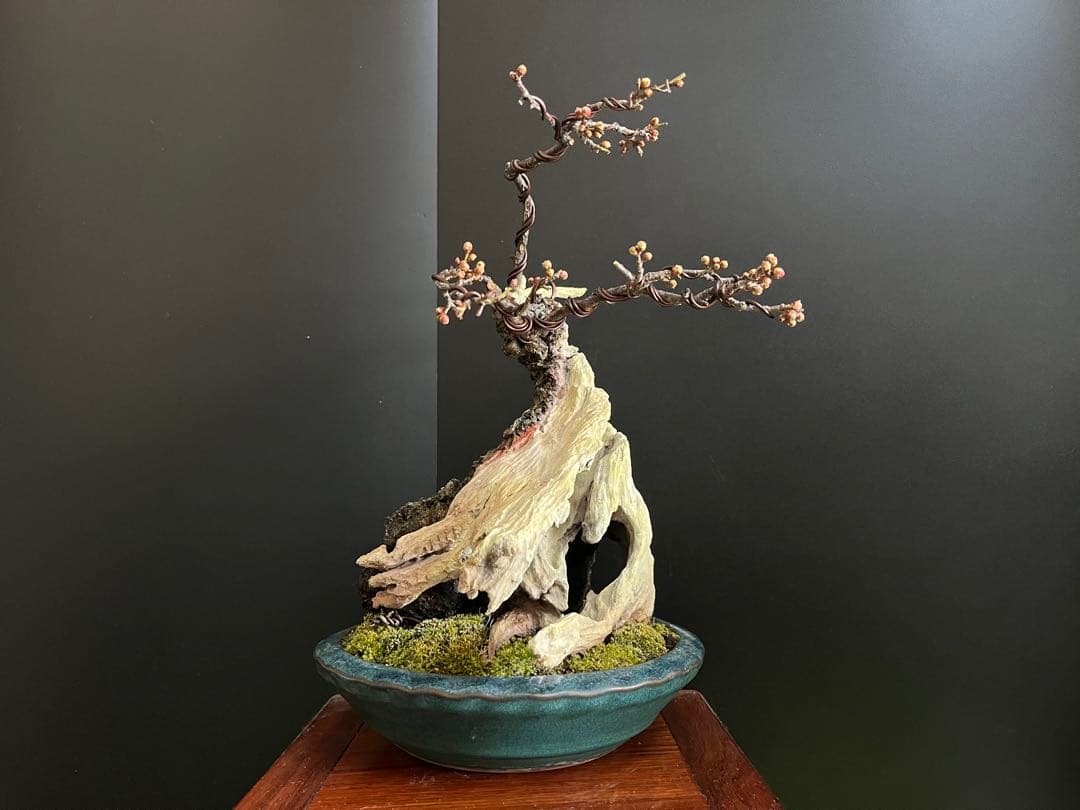 梅盆栽　野梅　古木　極太サバ幹　白花一重　(検索用　真柏、五葉松、黒松、紅葉、楓