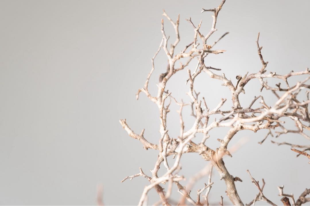 kk116 オペルクリカリア パキプス ベアルート株