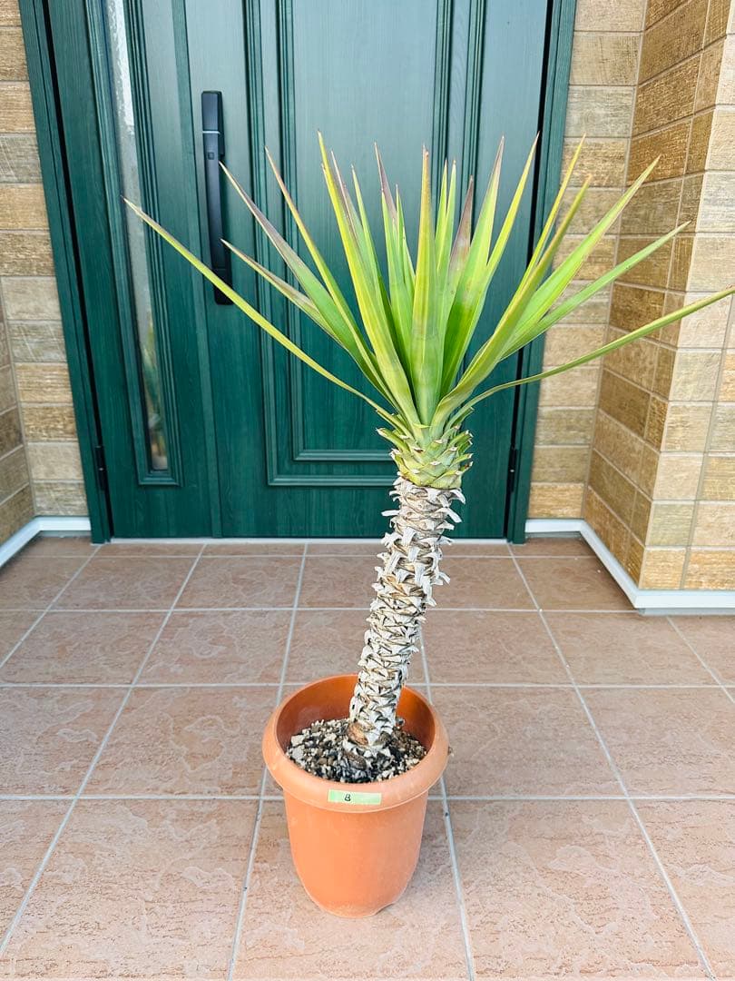 ユッカ　アロイフォリア【B】