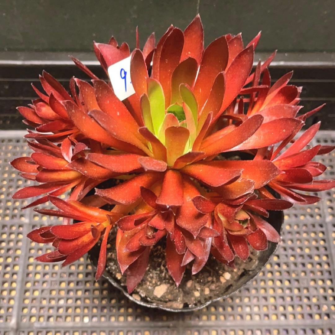 92#多肉植物❤️アエオニウム❤️炎の鳳凰❤️1大頭9小頭6子芽16cm拔き苗