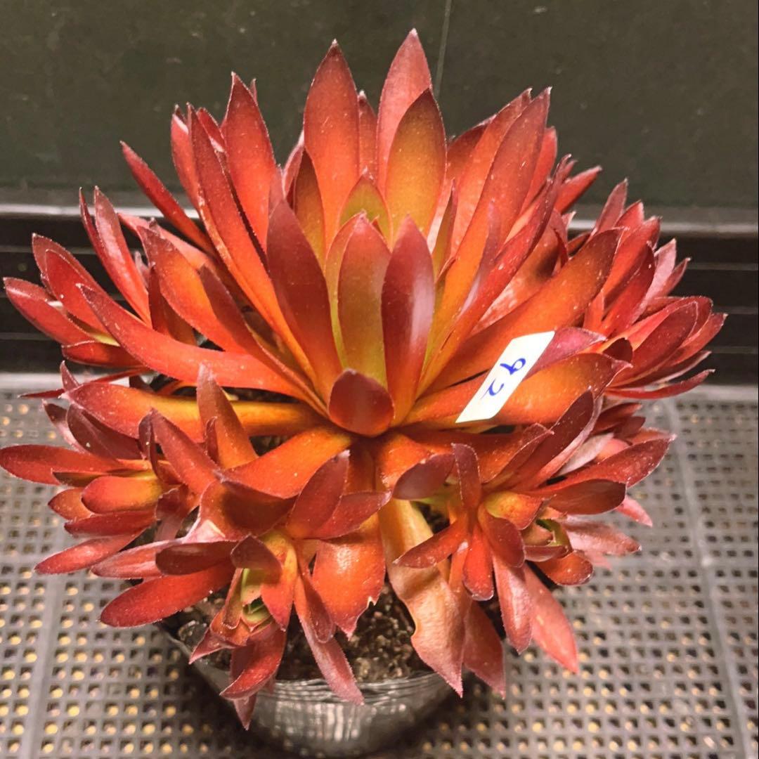 92#多肉植物❤️アエオニウム❤️炎の鳳凰❤️1大頭9小頭6子芽16cm拔き苗