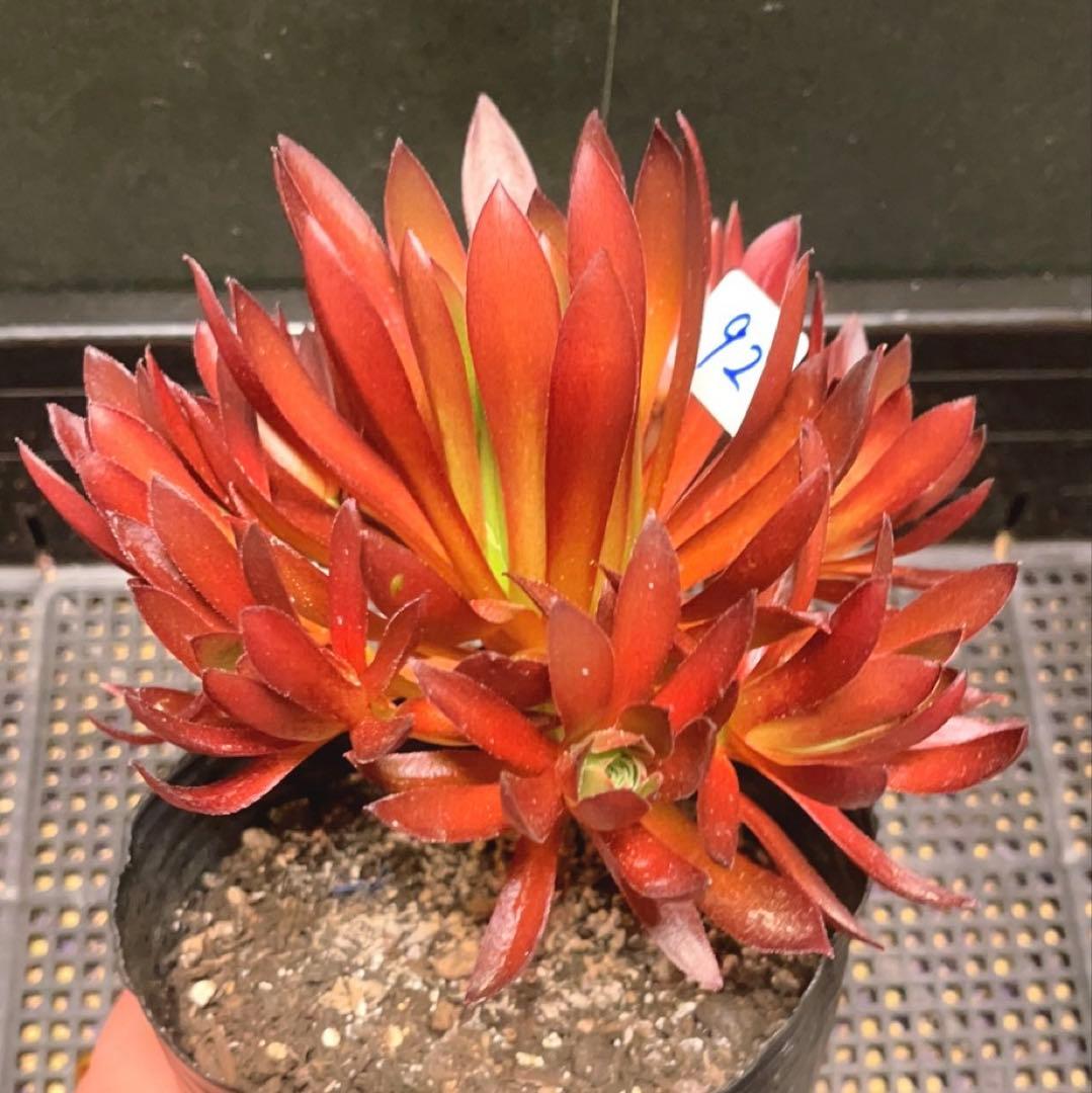 92#多肉植物❤️アエオニウム❤️炎の鳳凰❤️1大頭9小頭6子芽16cm拔き苗