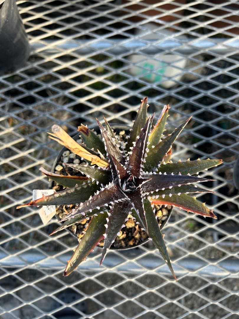 DBディッキア Arizona x BS, Paylen, Keswick ⑷