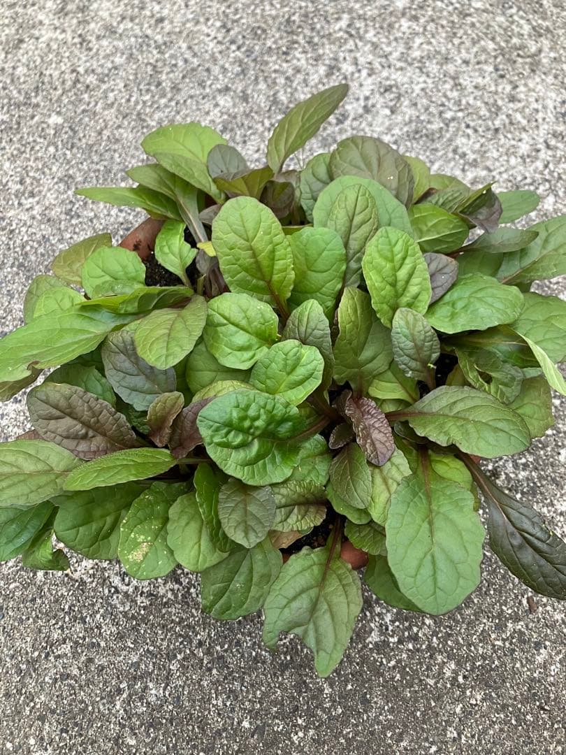 アジュガ苗　10株 ネコポス便発送