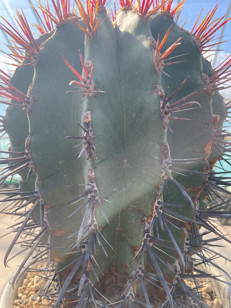 サボテン 偉冠玉 フェロカクタス 古株 巨大株