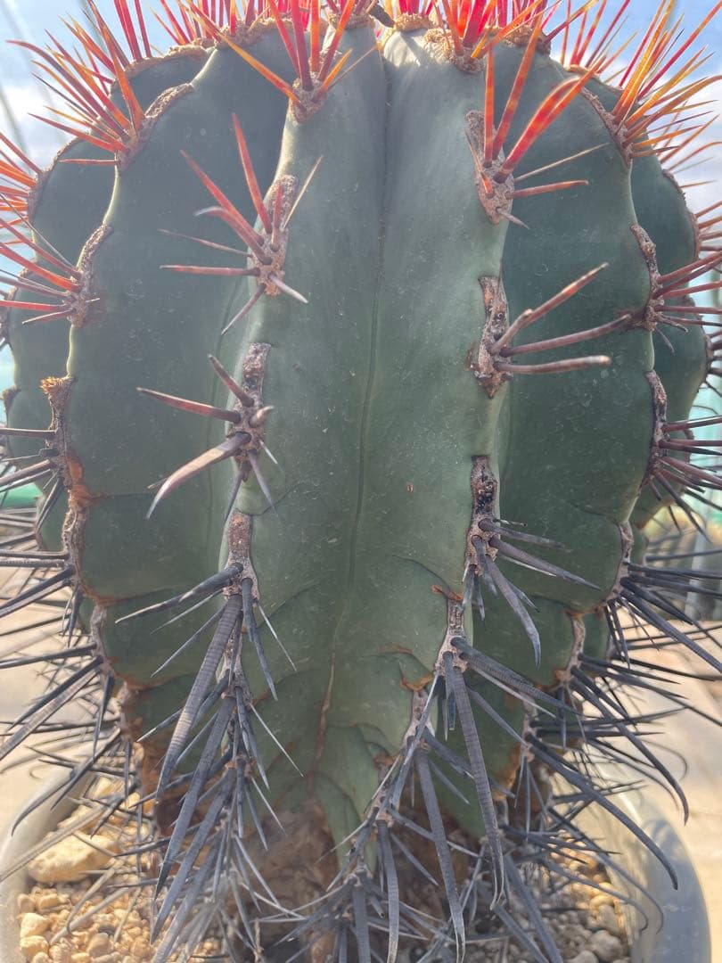 サボテン 偉冠玉 フェロカクタス 古株 巨大株