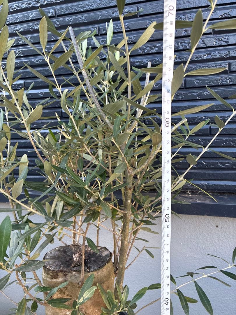 JAJA　オリーブの木　　ミッション　極太　苗