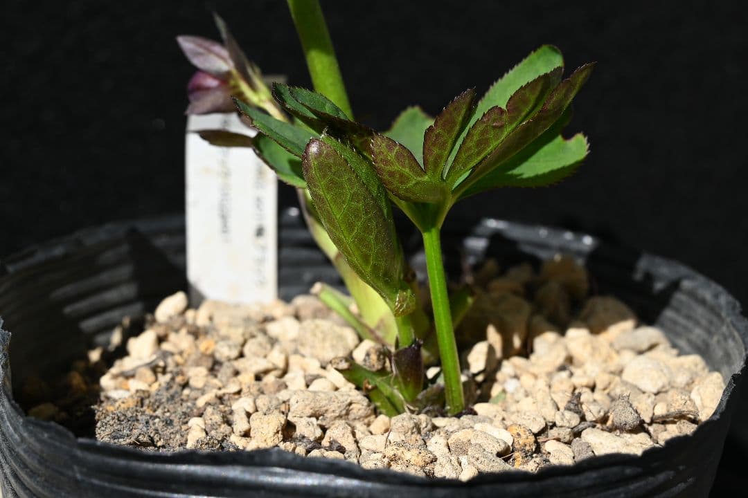 クリスマスローズ　認定Little　Collection ddブラック加藤農園