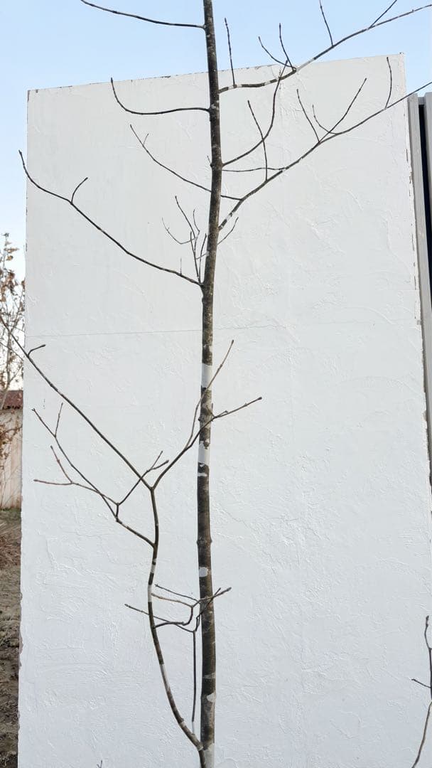 美斑紋。美形 山採りアオダモ3.6M(鉢底から)品番B