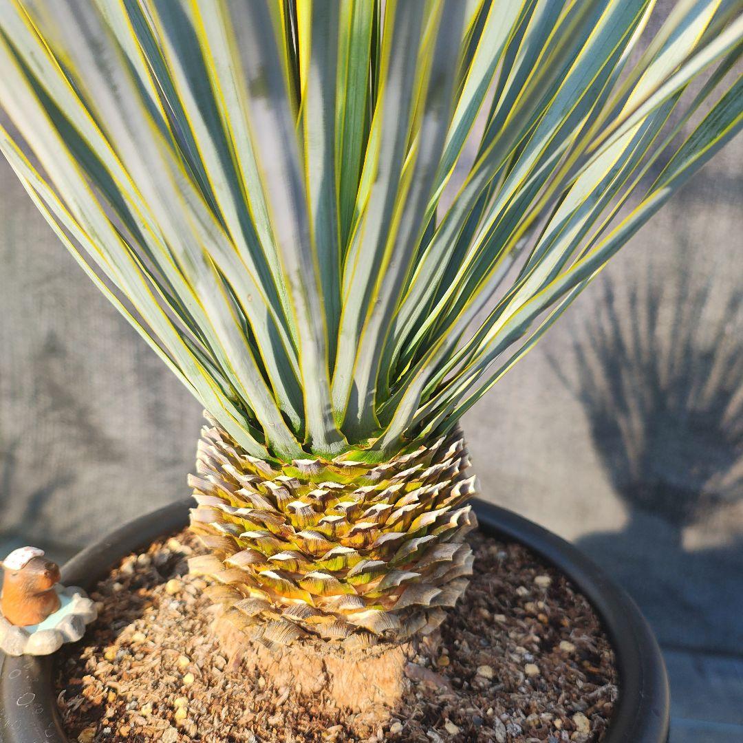 和*ん様 ユッカ ロストラータ Hybrid No.1