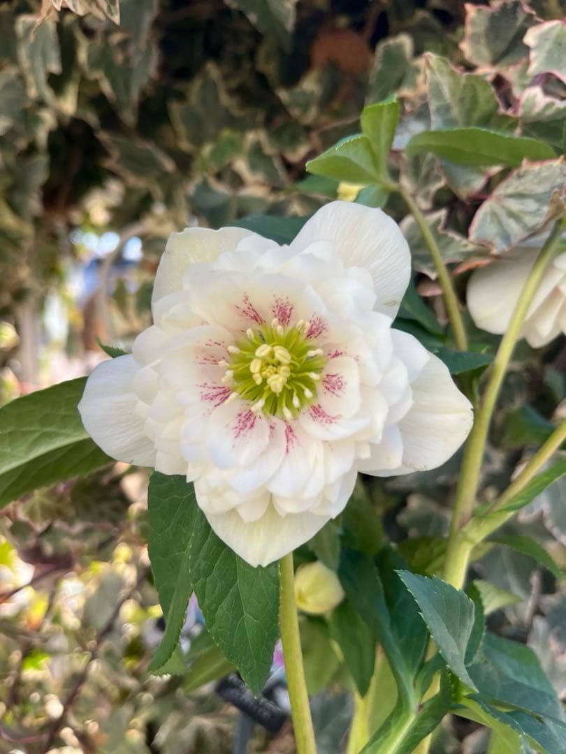 クリスマスローズ　ウィンターシンフォニー　レフレール