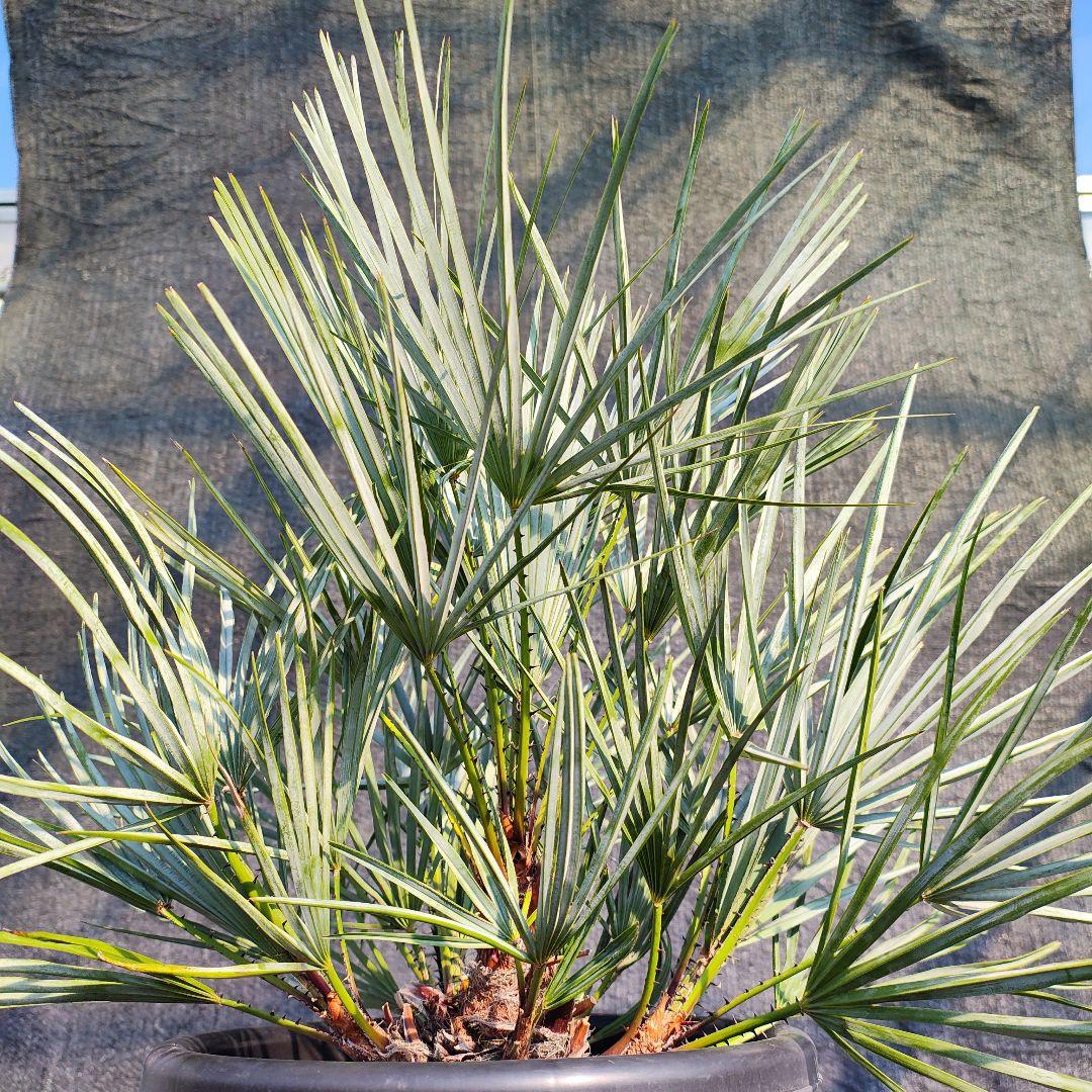 チャメロプス　フミリスセリフェラ