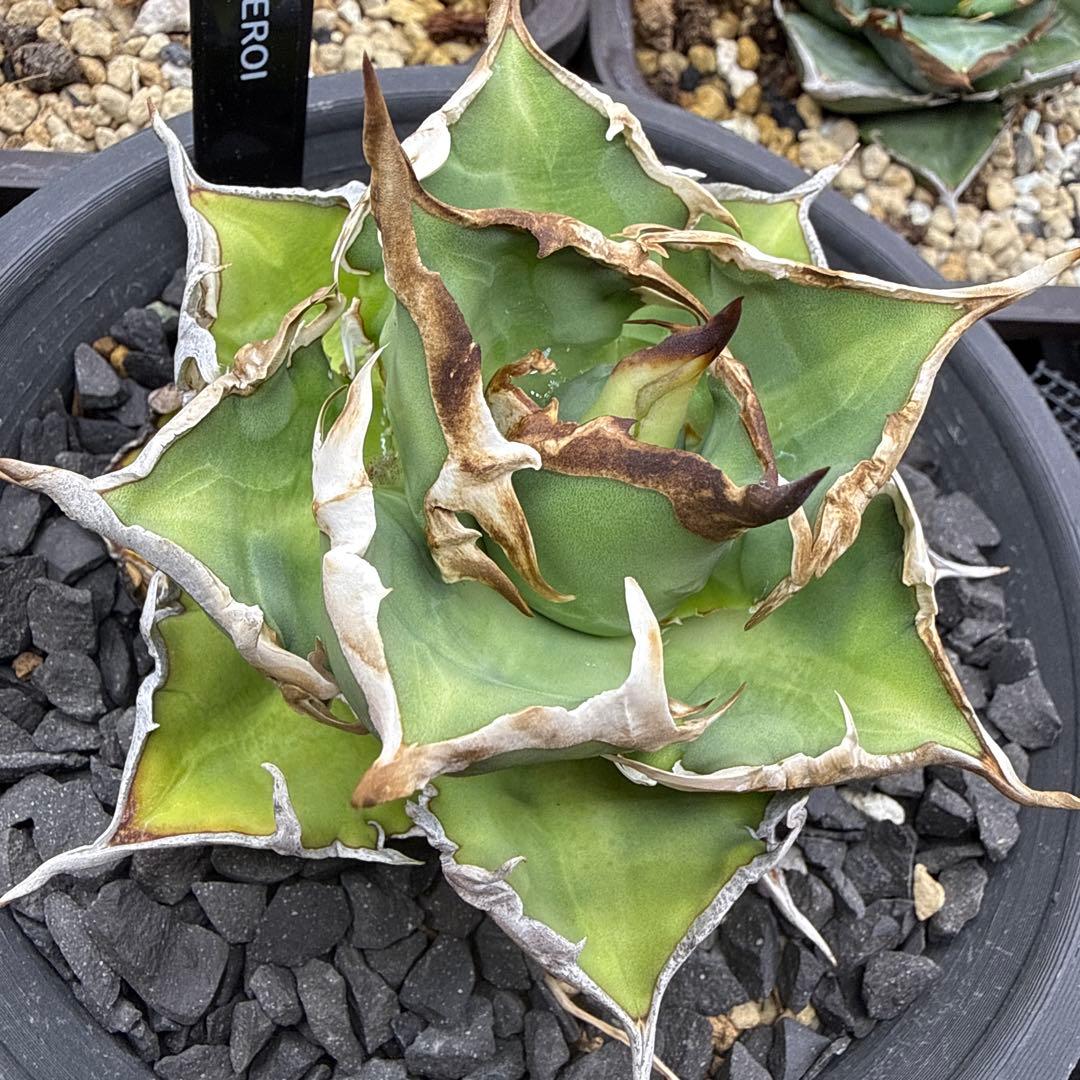 オアハカ実生の子株