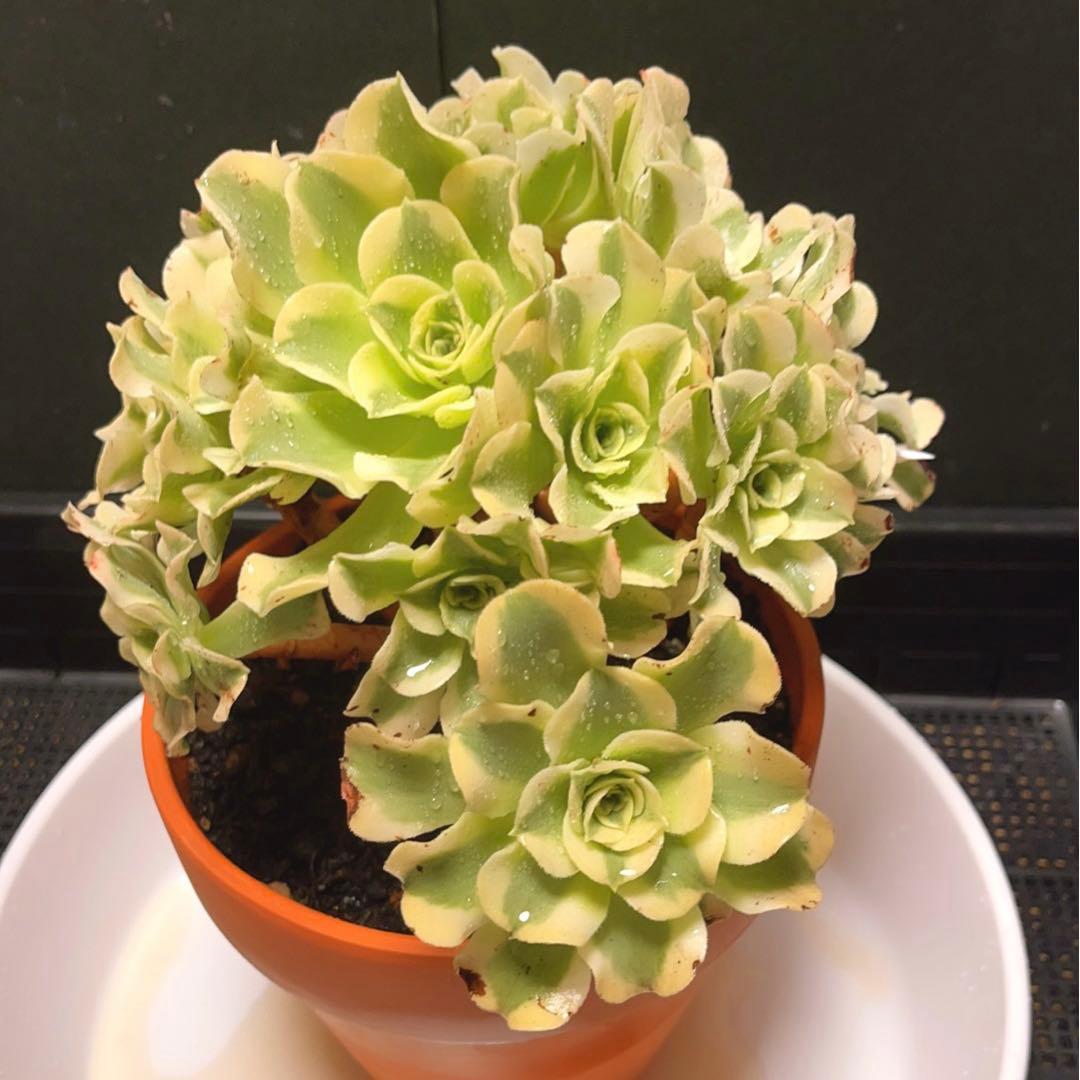 ❤️ 多肉植物❤️アエオニウム錦❤️ グリーン.メデューサ❤ 状態図