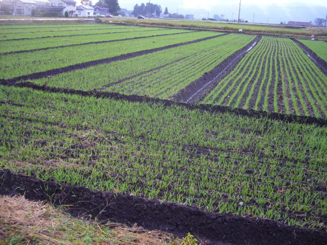 ステンレス播種フレーム　アグリテクノ　クリーンシーダ　RXG　RX　取説Pリスト