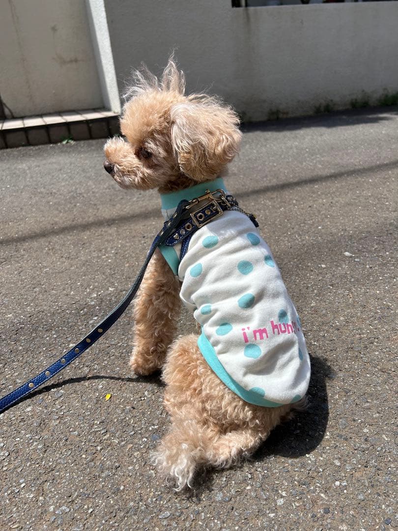 犬服　ランダムドット×ミント　Sサイズ　オーダー可　タンクトップ