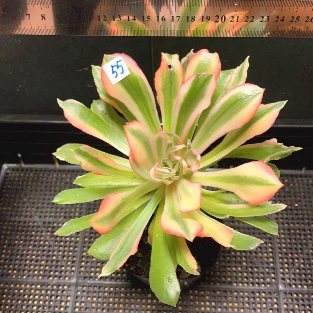 55#多肉植物アエオニウム錦❤️ 光輝 ❤️1大頭5子芽18cm 拔き苗