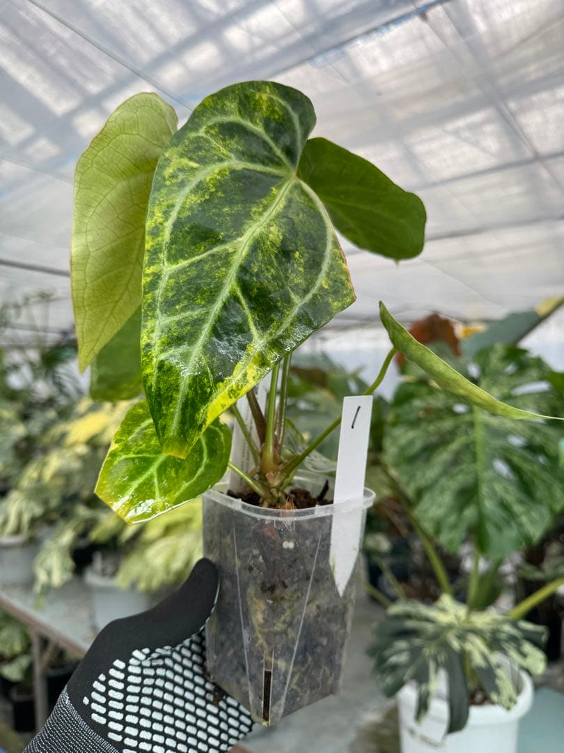 1アンスリウム　ミシェル　x クリスタル　シルバー　斑入り