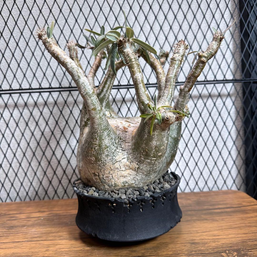 グラキリス　現地球 パキポディウム グラキリス　D.I.P×CODEコラボ鉢付き