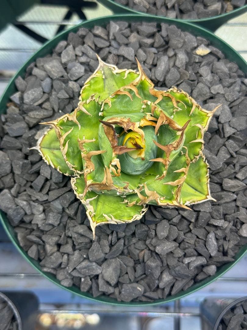 アガベ　lize血統 夜燕