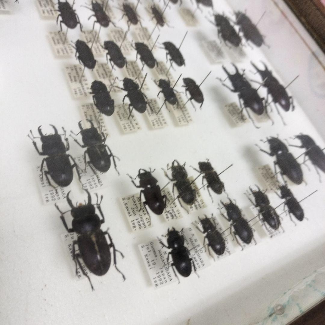 クワガタ標本箱　122匹　JAPAN