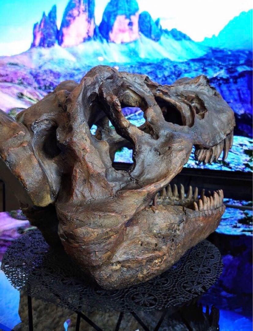 ✨お得なセット✨ ティラノサウルス トリケラトプス 化石 ジュラシックワールド