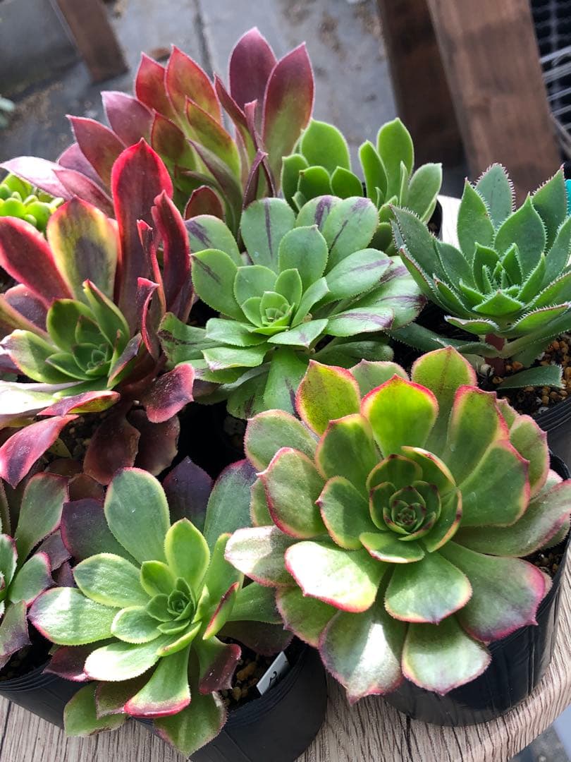 アエオニウム 10品種♡抜き苗セット③