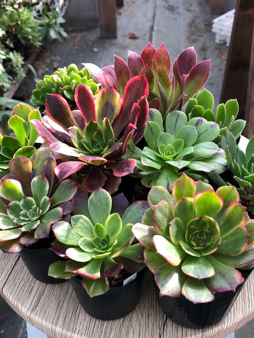 アエオニウム 10品種♡抜き苗セット③