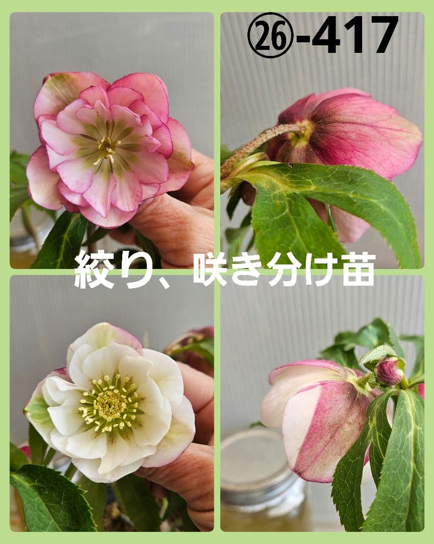 ㉖-417クリスマスローズ