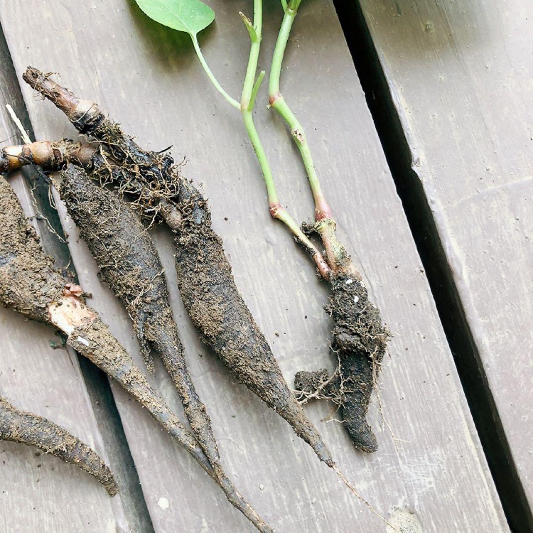 オシロイバナ　ミックス色　苗4株塊根　おしろい花　白粉花　夕化粧　白粉花　花の苗