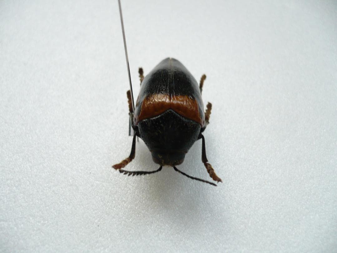 タンザニアのタマムシ Sternocera tricolor