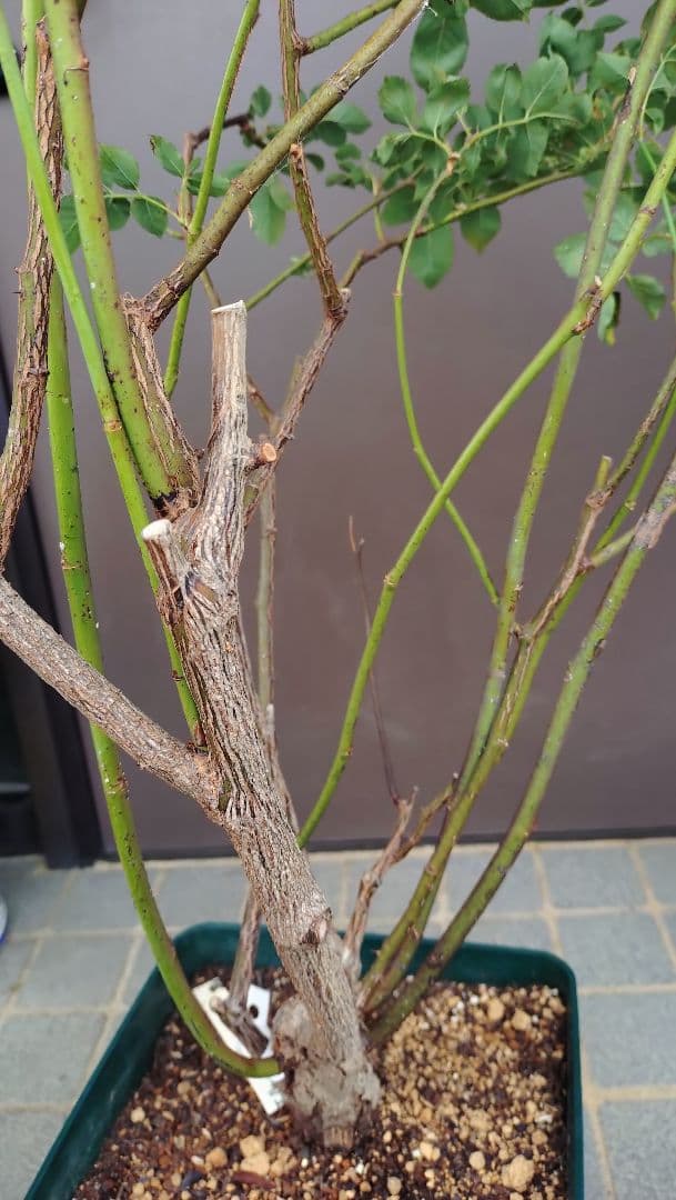 バラ苗　ガブリエル　正規品