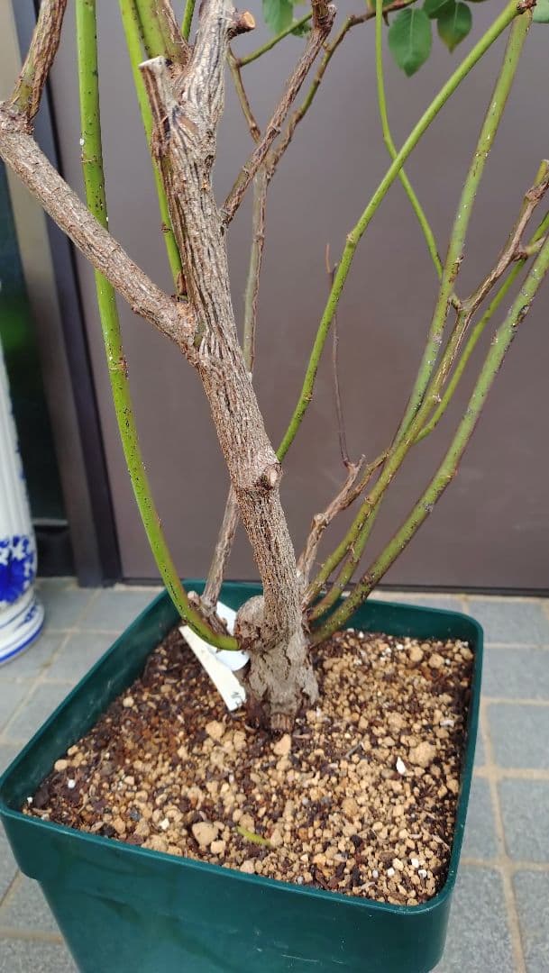 バラ苗　ガブリエル　正規品