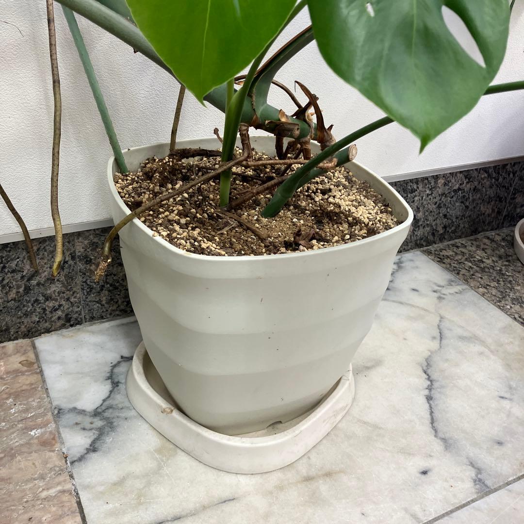 R★新潟市北区引き取り　②モンステラ　特大　高さ148 横幅144㎝