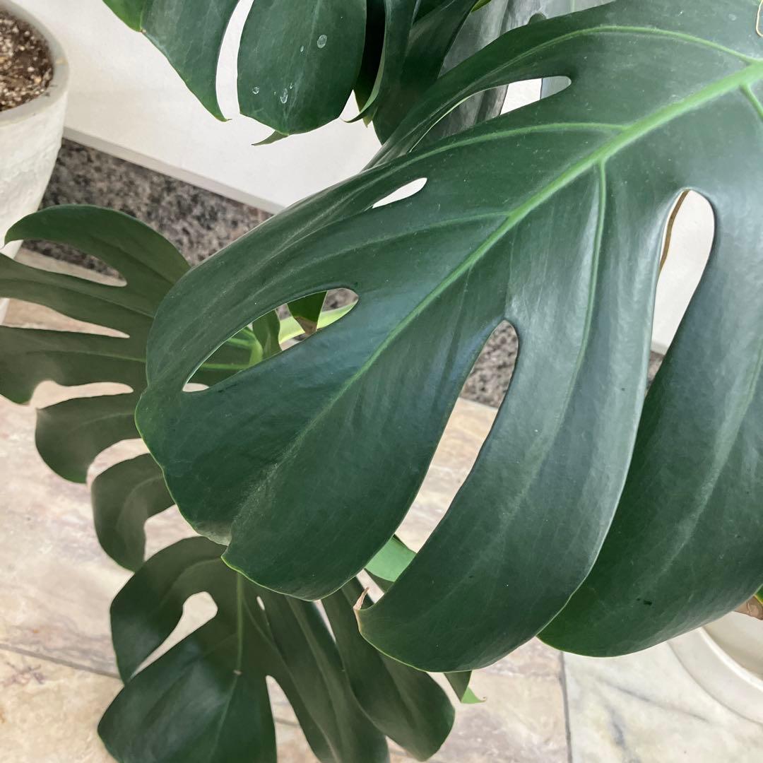 R★新潟市北区引き取り　②モンステラ　特大　高さ148 横幅144㎝