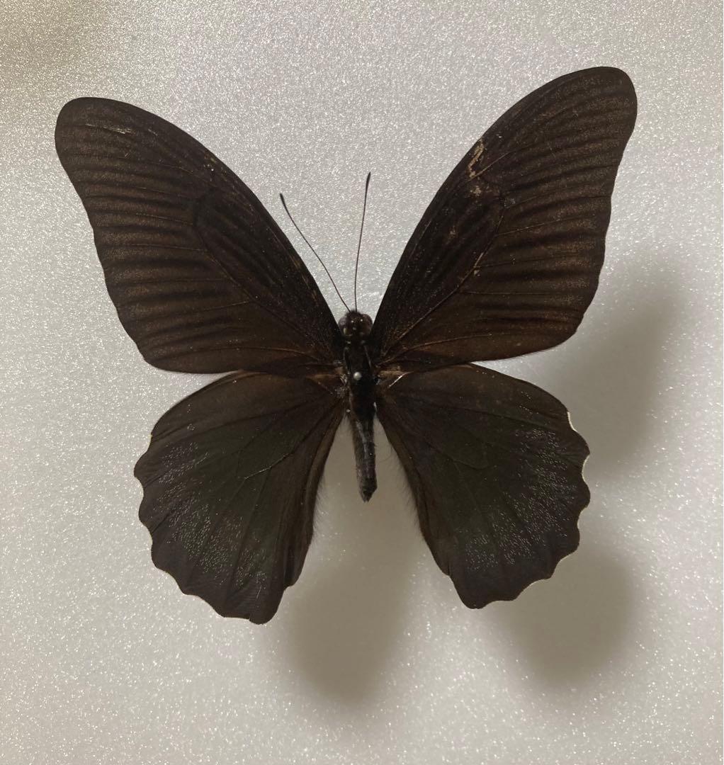 【1ペア】アケロンアゲハ（ボルネオ島産）