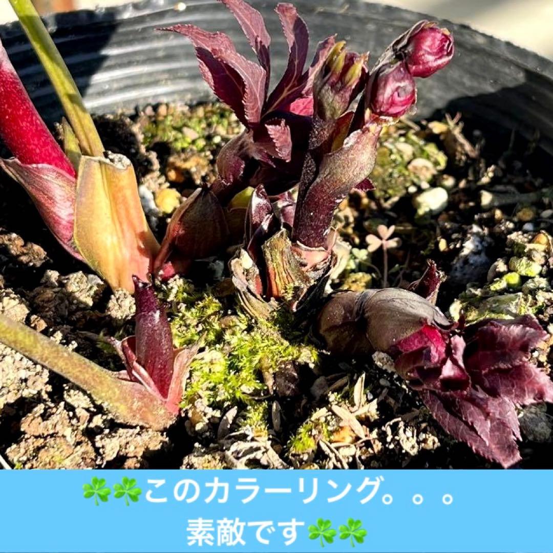 M*O様 ❤️根充実❤️沢山しっかり新芽元気株❤️3232⭐️小輪⭐️赤黒アンテ