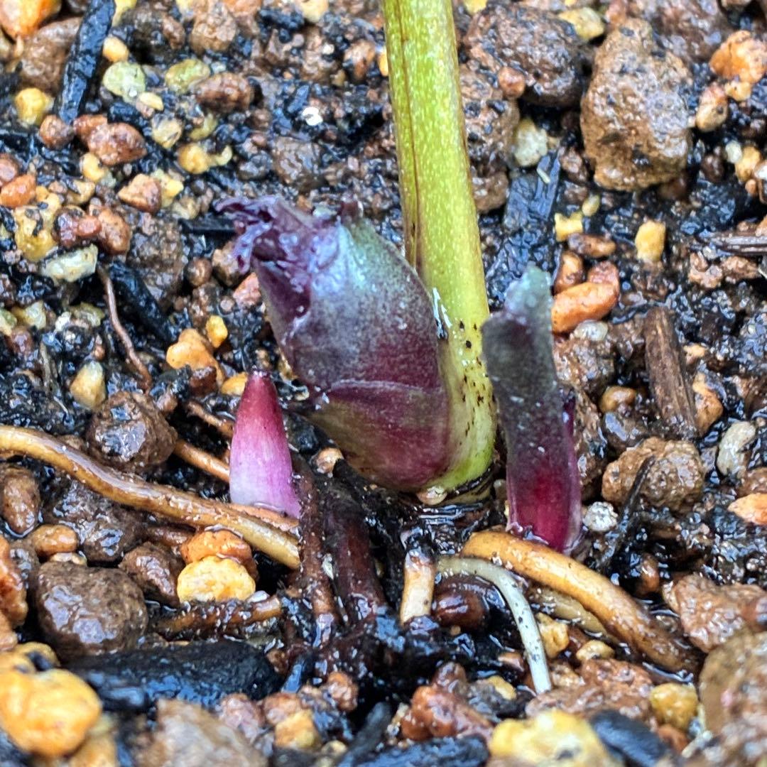 M*O様 ❤️根充実❤️沢山しっかり新芽元気株❤️3232⭐️小輪⭐️赤黒アンテ