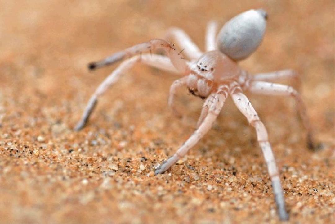 ドバイ砂漠のゴールデンサンド・天然インテリア用砂✨希少なお土産！15kg