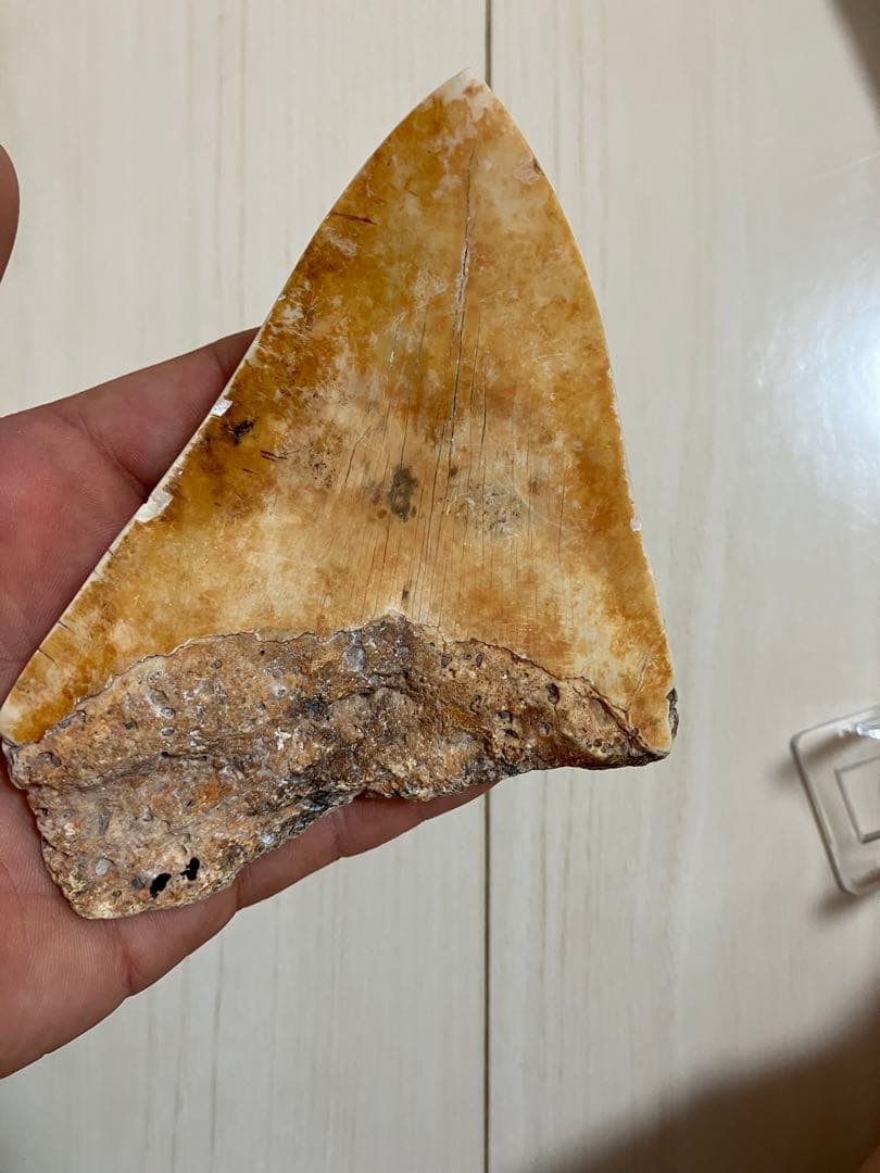 メガロドン歯化石